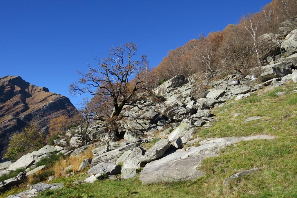 Pizzo